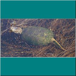802w-Snapping turtle - Photo by Miriam Garfinkle